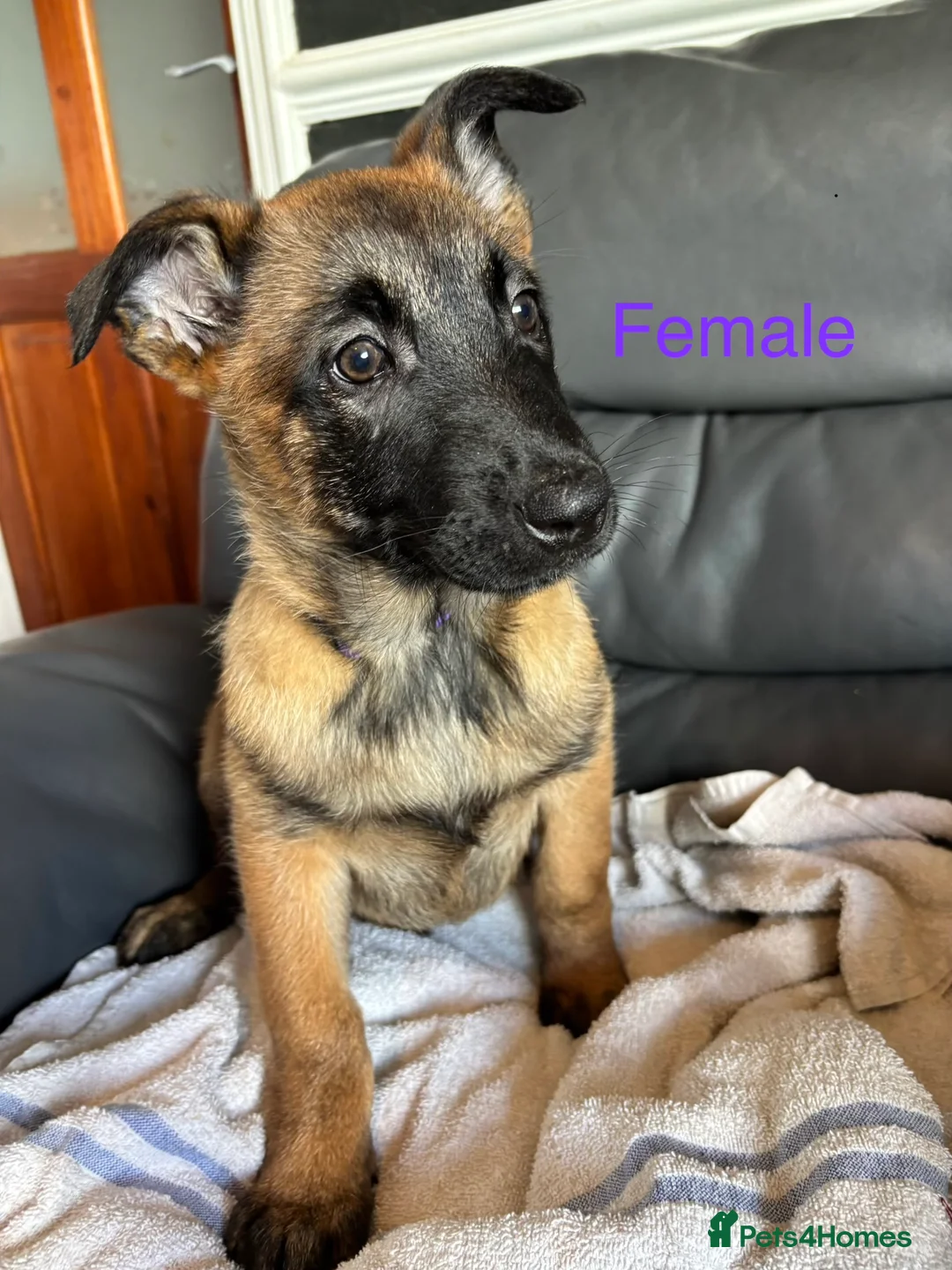 Belgian Shepherd Dog dogs for sale: 9 week old pure Belgian Malinois puppies for sale  - Advert 14
