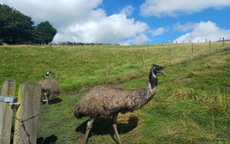 Emus poultry for sale: Beautiful Emus - pets and breeding pair - Image 3
