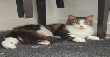 Maine Coon cats - Advert 1