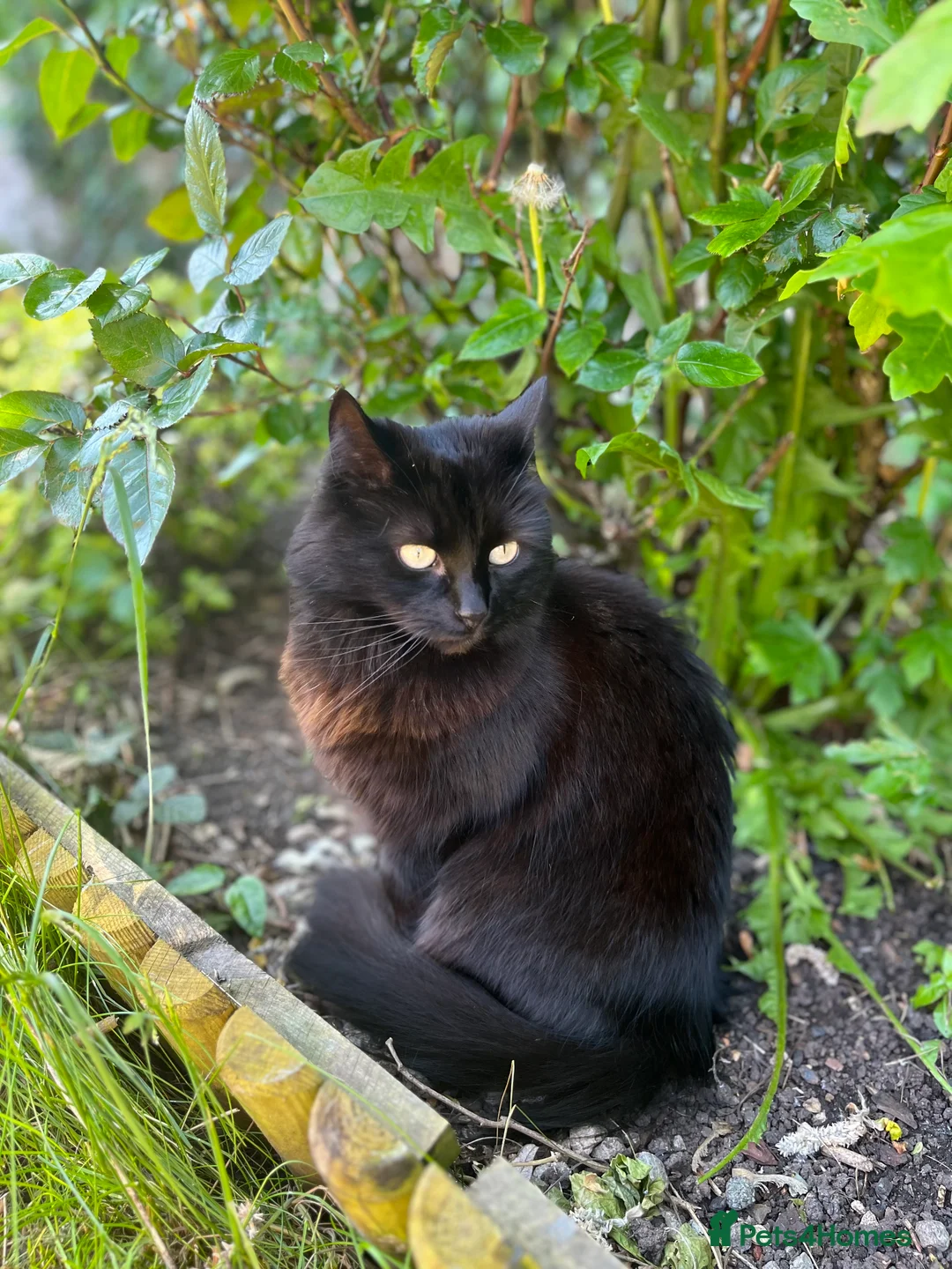 Domestic Shorthair cats for sale: Sweet shy girl looking for a new loving home . - Advert 1