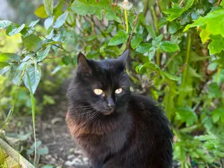 Domestic Shorthair cats Sweet shy girl looking for a new loving home . - Advert 1