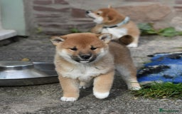 Japanese Shiba Inu dogs for sale: Health tested Japanese Shiba Inu Puppies - Image 32