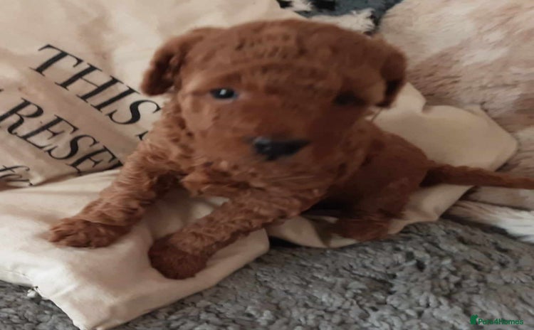 Toy Poodle dogs - Advert 2