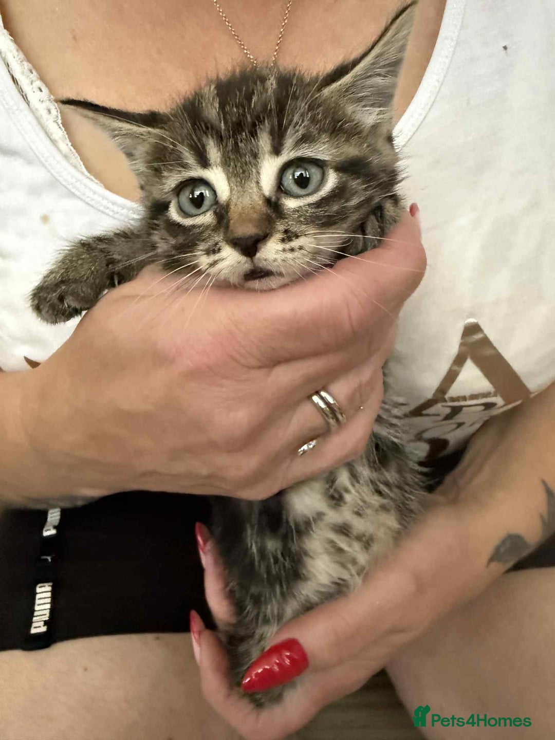 European cats for sale: Beautiful kittens  - Image 13