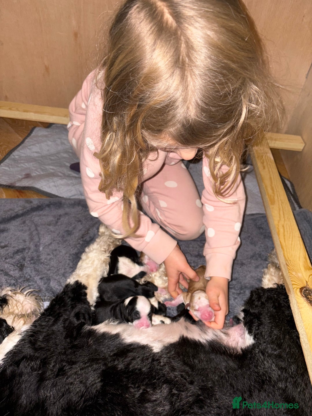 Tibetan Terrier dogs for sale: KC fully health tested exceptionally bred Tibetan  - Advert 5