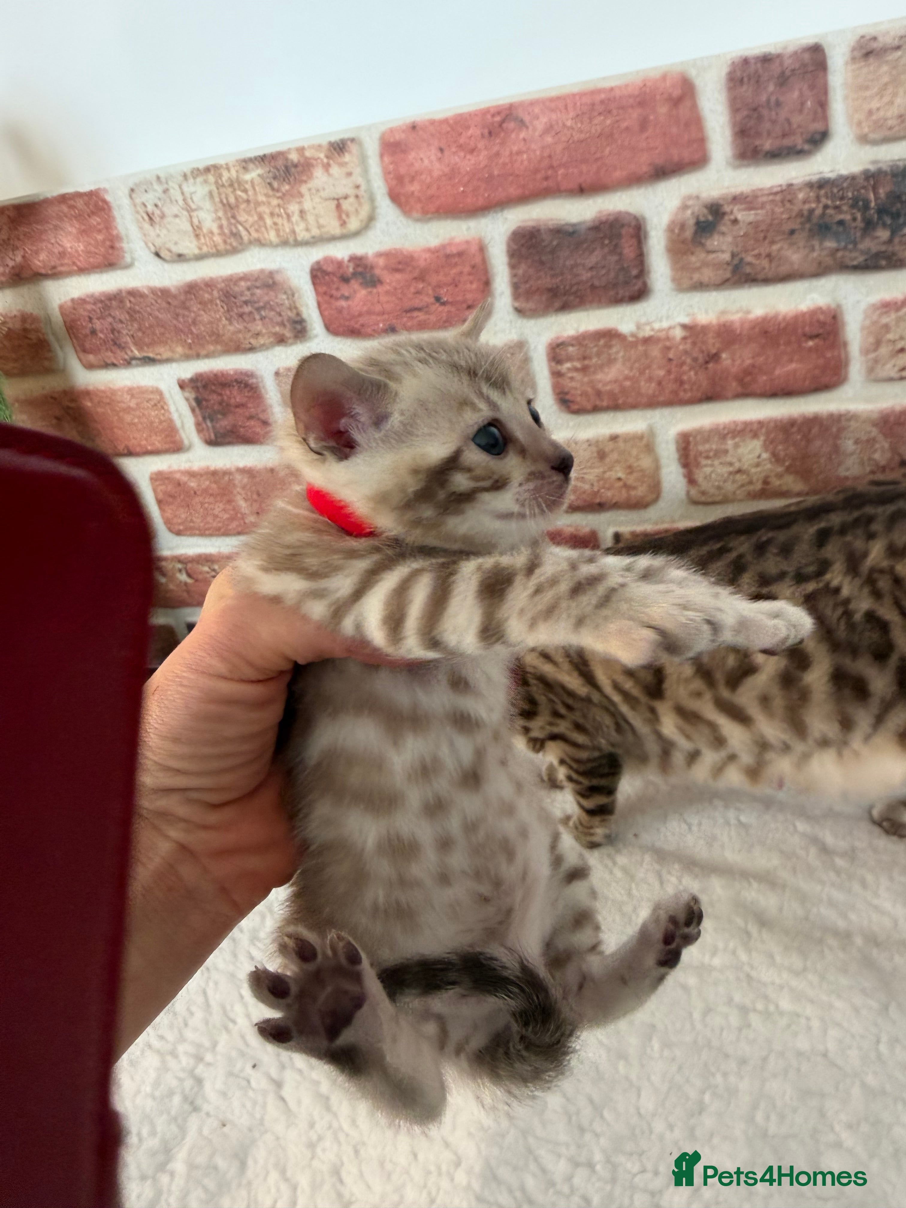 Bengal cats 🏆 Snow Lynx Bengal Kittens, TICA 5th Gen Pedigree - Advert 14