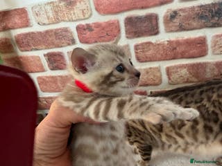 Bengal cats 🏆 Snow Lynx Bengal Kittens, TICA 5th Gen Pedigree - Advert 14