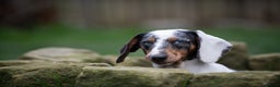 Dachshund dogs for stud: Piebald colored Dachshund for stud! in Preston - Advert 7