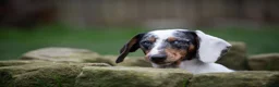 Dachshund dogs for stud: Piebald colored Dachshund for stud! in Preston - Advert 7