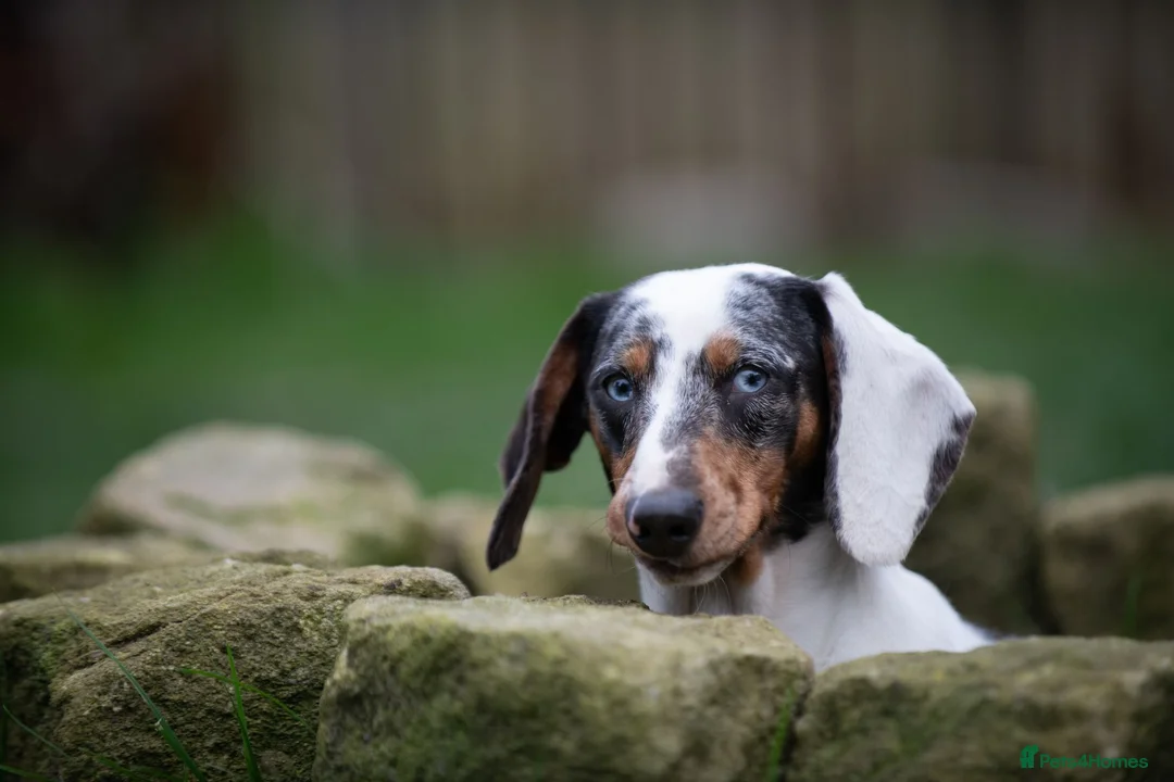 Dachshund dogs for stud: Piebald colored Dachshund for stud! in Preston - Advert 7