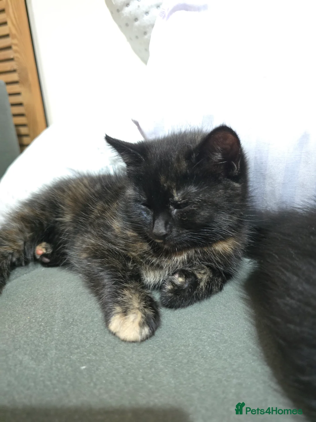 Mixed Breed cats for sale: Ragdoll mixed kitten  - Advert 4