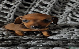 Dachshund dogs for sale: Sausage dogs puppies.  - Image 8