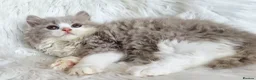 British Shorthair cats for sale: Gorgeous loving purr machines  - Advert 21