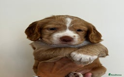 Cockapoo dogs for sale: Cockapoo Puppies - Image 7