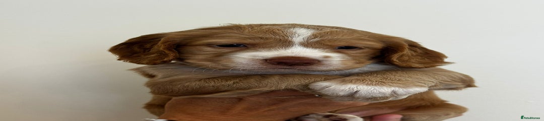 Cockapoo Puppy 2