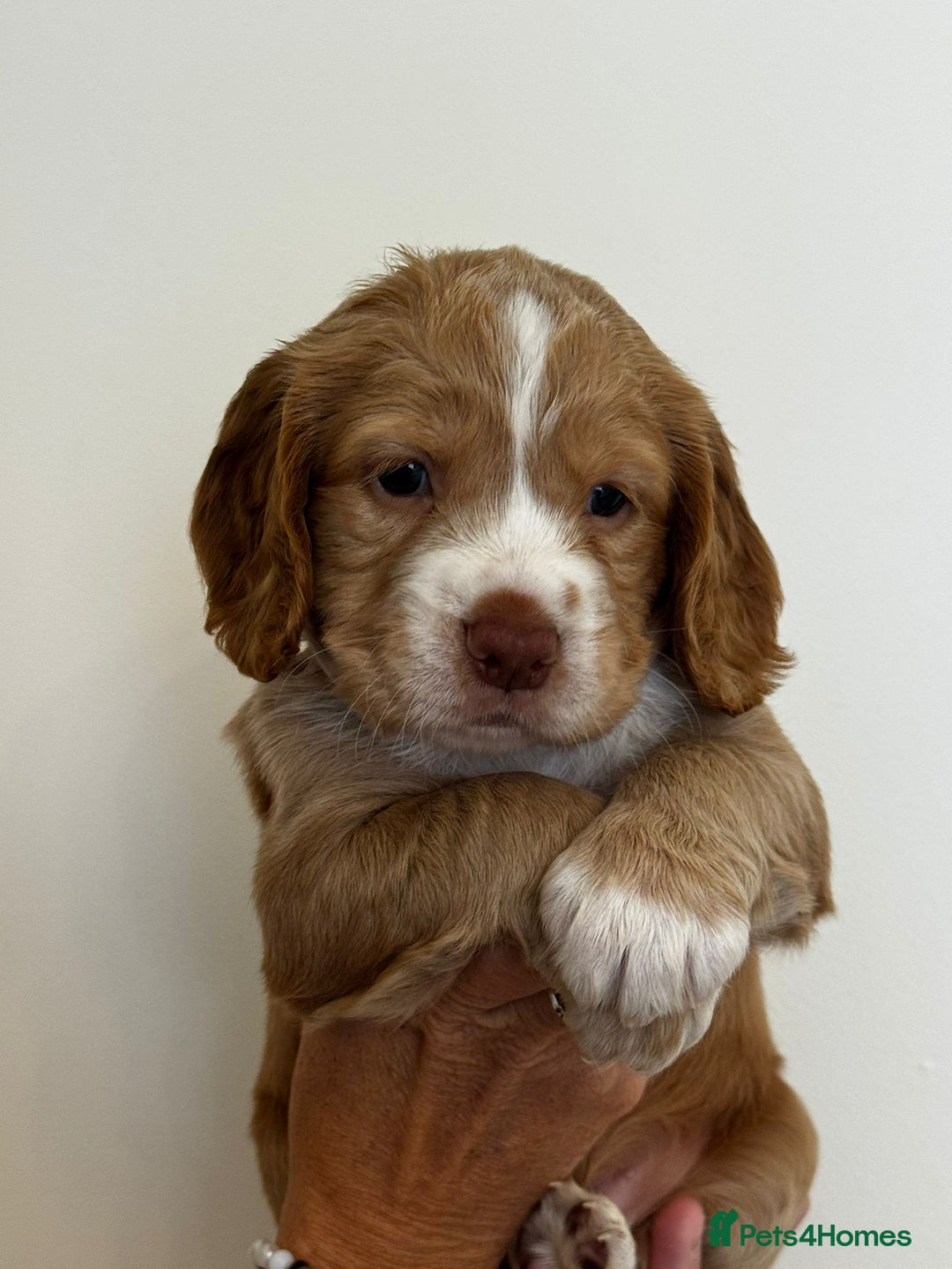 Cockapoo dogs for sale: Cockapoo Puppies - Image 7