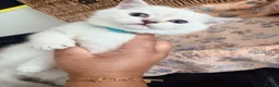 British Shorthair cats for sale: Cuteness overload♥️ British shorthair/chinchillas  - Advert 30