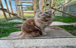 Maine Coon cats for sale: 2 Large Tica Maine Coon Kittens - Image 32
