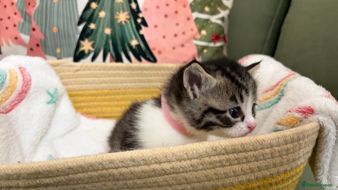 Siberian cats for sale: 4 Beautiful Siberian Cross Kitties 💗 - Advert 24