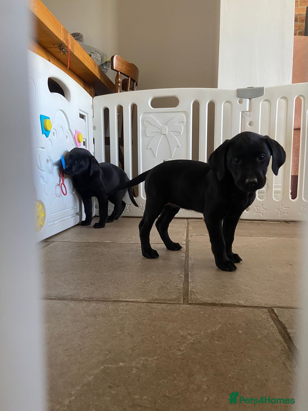 Labrador Retriever dogs for sale: 3 black labrador puppies  - Image 17