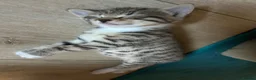 Mixed Breed cats for sale: Mixed bengal - Advert 19