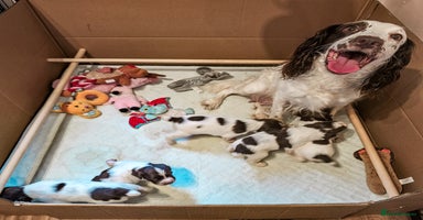English Springer Spaniel dogs - Advert 13