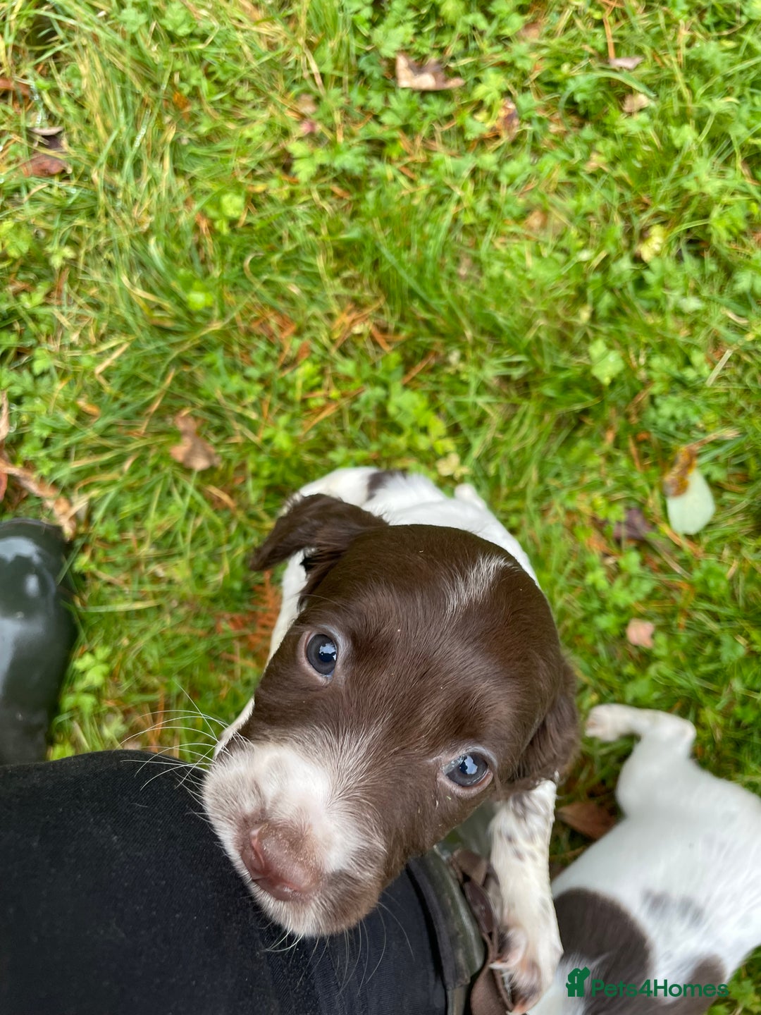 English Springer Spaniel dogs for sale: Springer spaniel pups  - Image 7