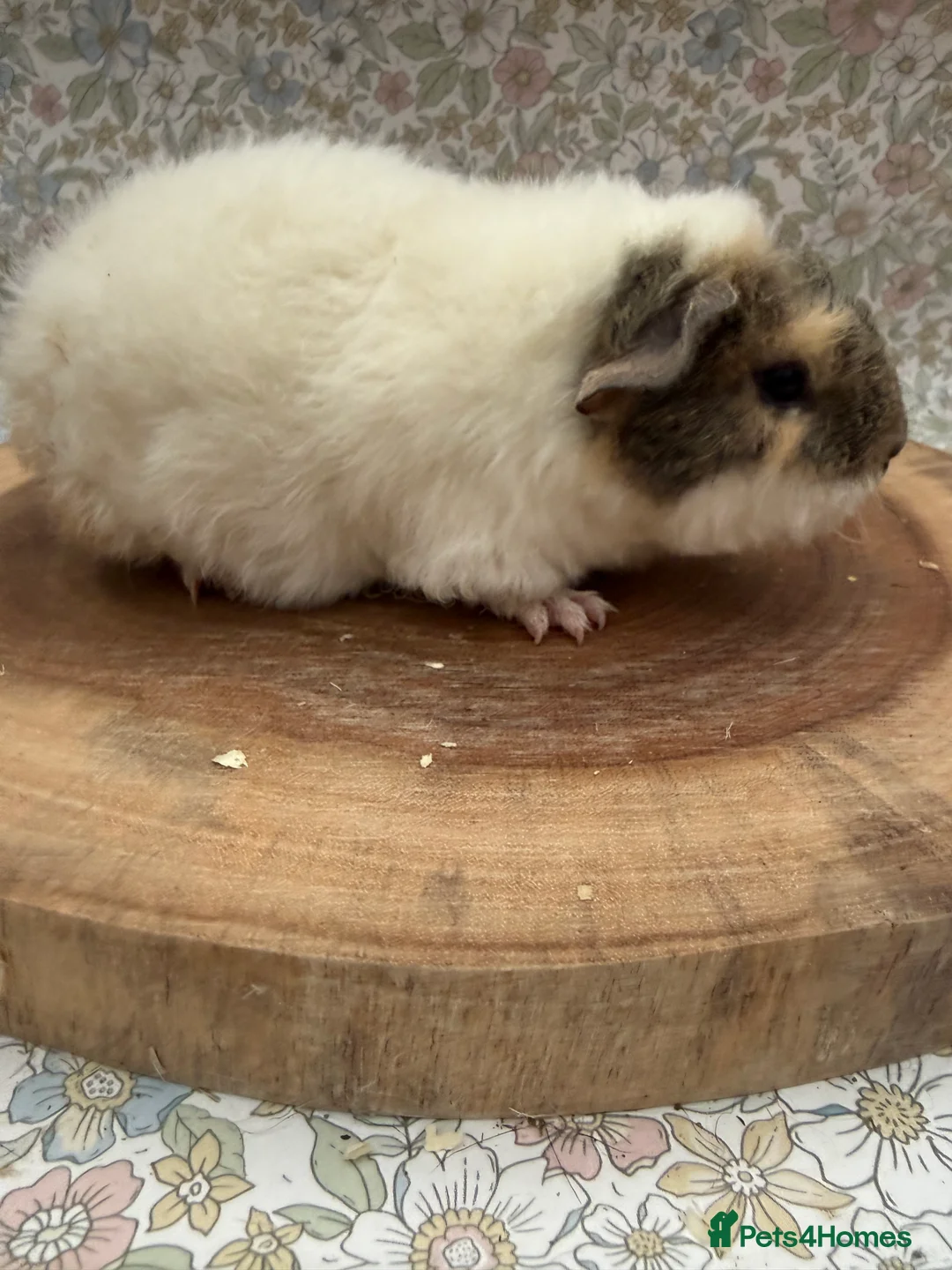 Guinea Pig rodents for sale: Teddy guinea pigs  - Advert 27
