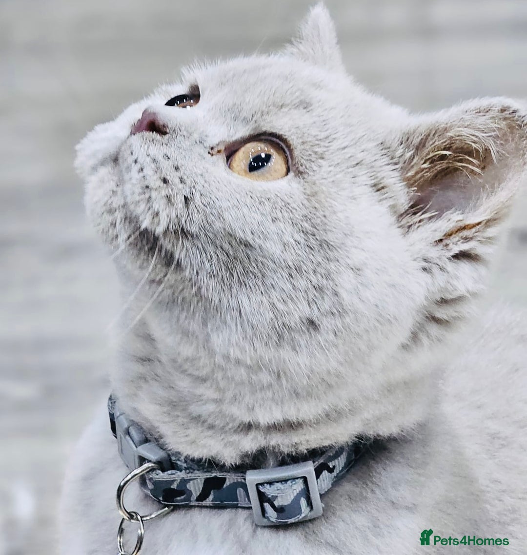 British Shorthair cats for sale: Beautiful Rare Fawn Lilac British Shorthair Girl! - Advert 17