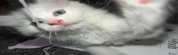 Mixed Breed cats for sale: beautiful white kitten with blue eyes - Advert 6