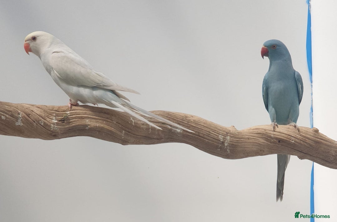 Ringnecks birds for sale: Indian Ringneck Ring neck parakeets  - Image 5