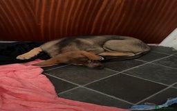 Mixed Breed dogs for sale: Kara  - Image 5
