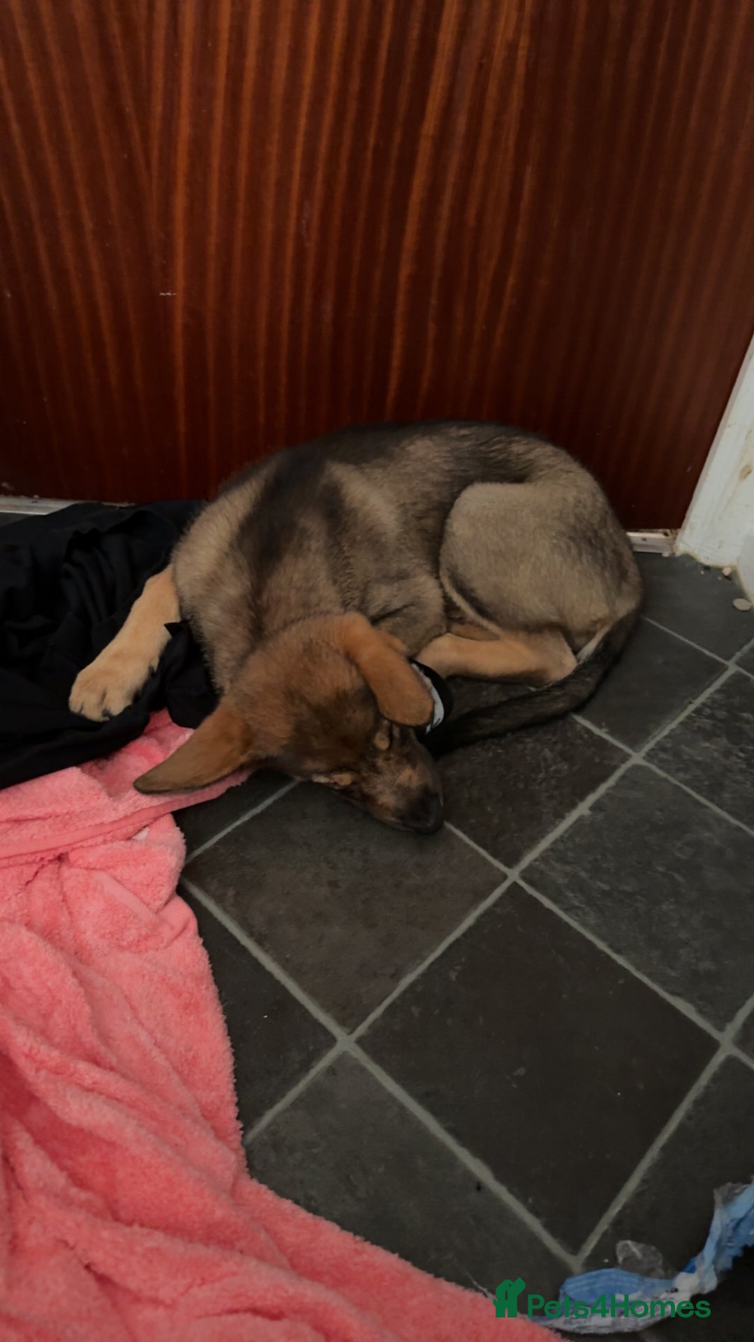 Mixed Breed dogs for sale: Kara  - Image 5