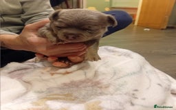 Chihuahua dogs for sale: Tiny KC lilac smooth coat chihuahua pup for sale  - Image 1