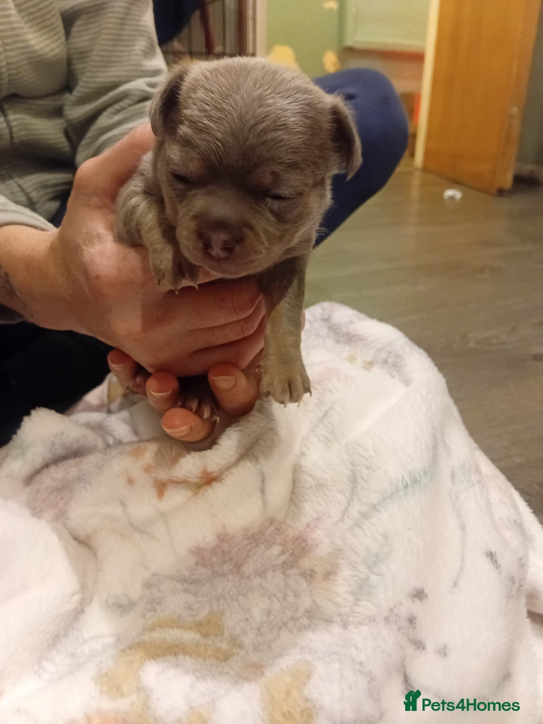 Chihuahua dogs for sale: Tiny KC lilac smooth coat chihuahua pup for sale  - Image 1