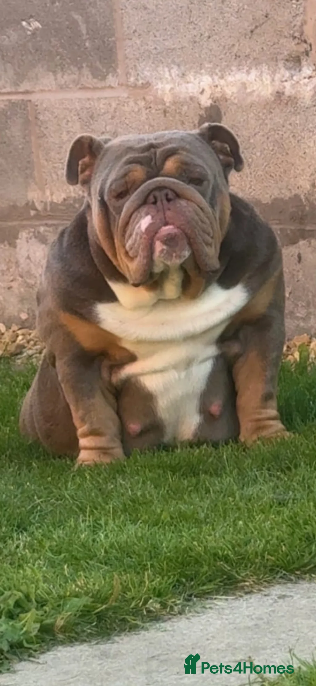 English Bulldog dogs for sale: Full pedigree british bulldog  in Manchester - Advert 5