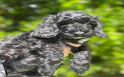 Cockapoo dogs for sale: Ready now black f1 minature show cockapoos  - Image 7