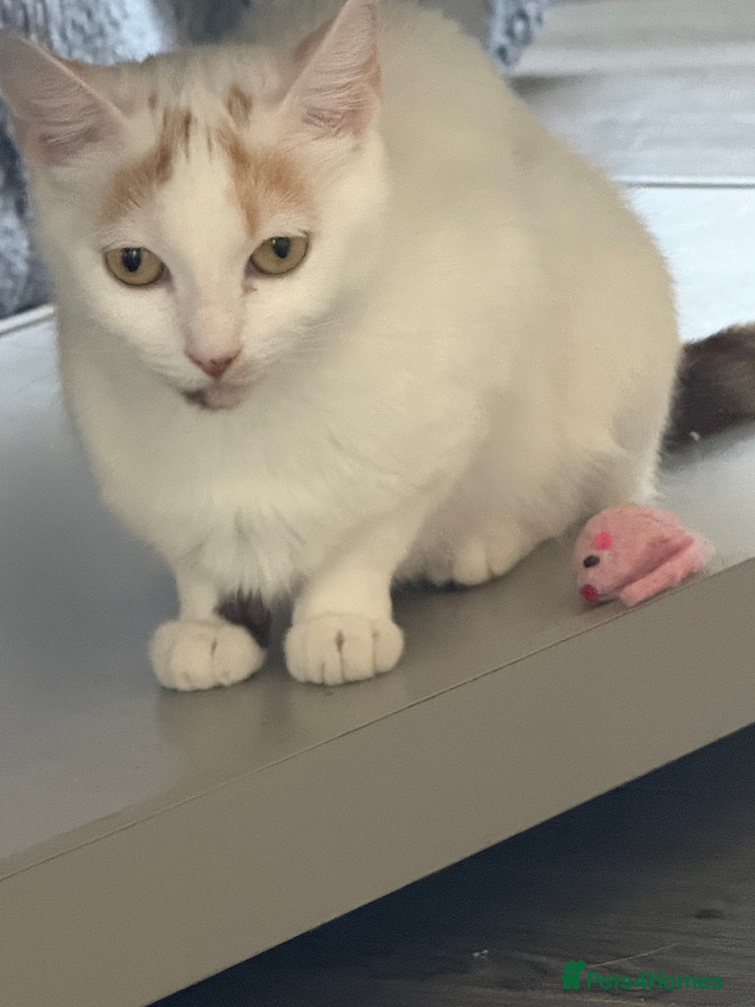 Mixed Breed cats for sale: Beautiful mixed litter  10 pound - Image 11