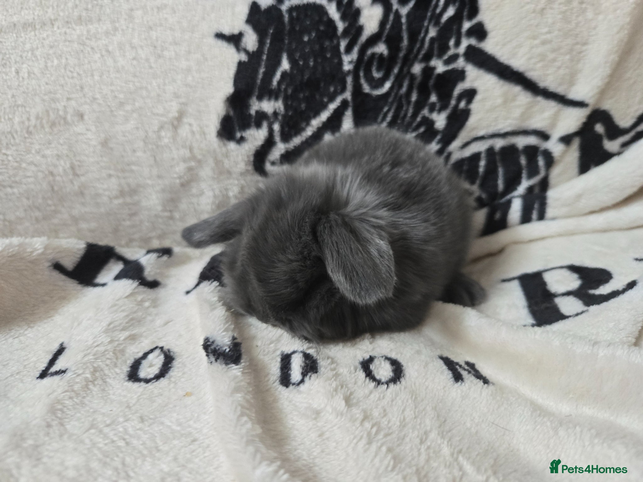 Mini Lop rabbits Stunning mini lop bunnies - Advert 17