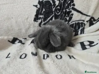 Mini Lop rabbits Stunning mini lop bunnies - Advert 17