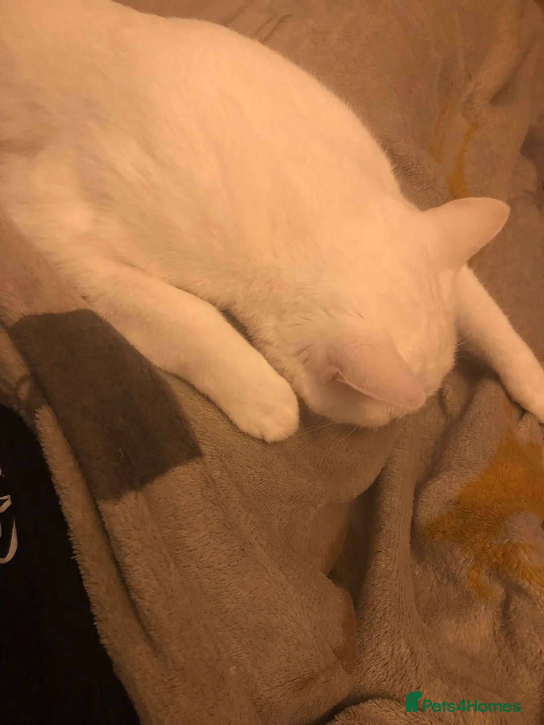 British Shorthair cats for sale: Snowy - Advert 2