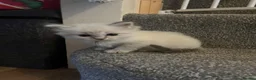 Ragdoll cats for sale: TICA registered pedigree Ragdoll kittens - Advert 27