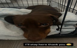 Miniature Dachshund dogs for sale: 1 year old miniature dachshund for sale  - Advert 7