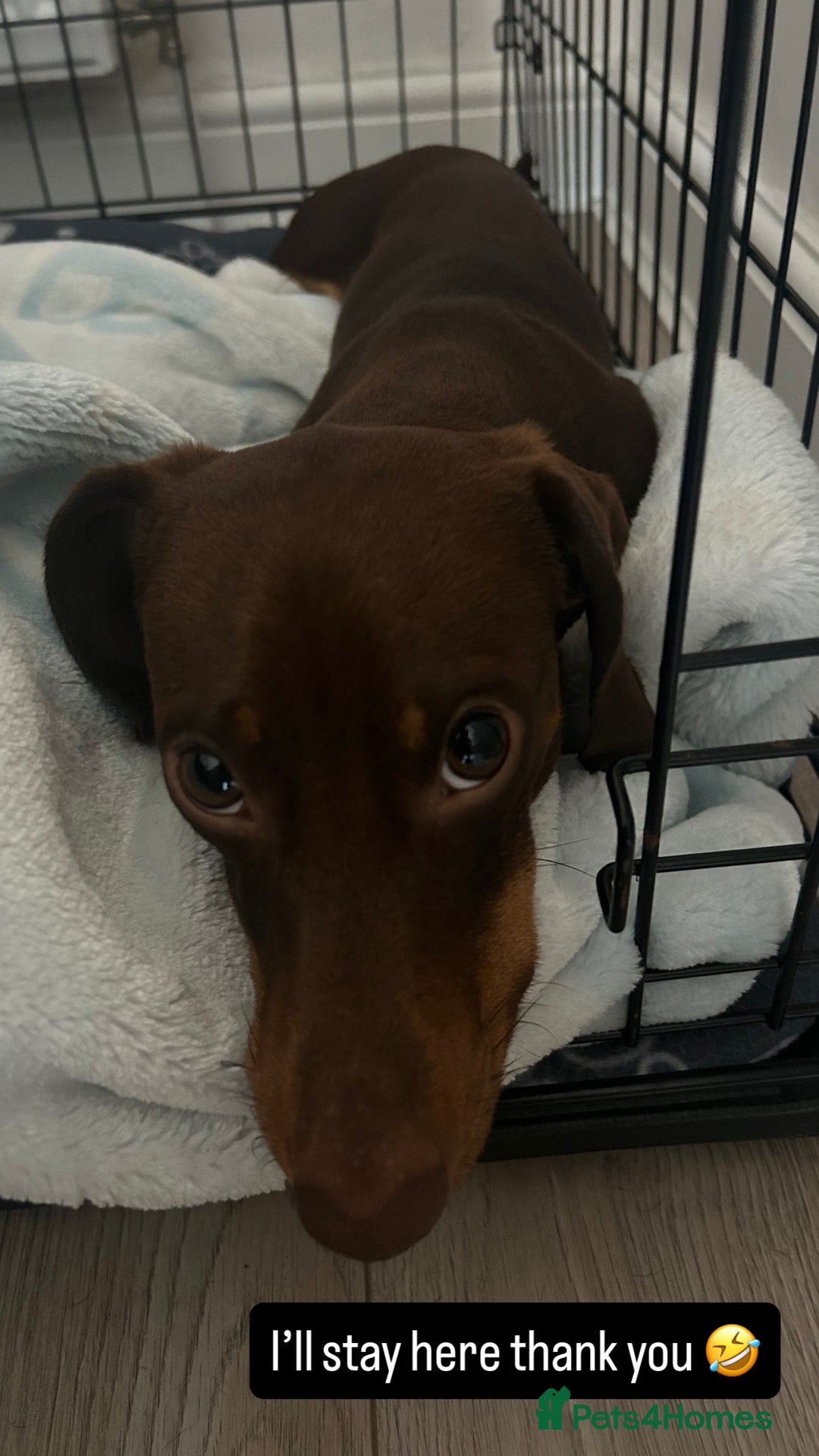 Miniature Dachshund dogs for sale: 1 year old miniature dachshund for sale  - Advert 7