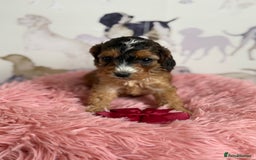 Cockapoo dogs for sale: F1 Cockapoo’s **fully DNA tested** - Image 11