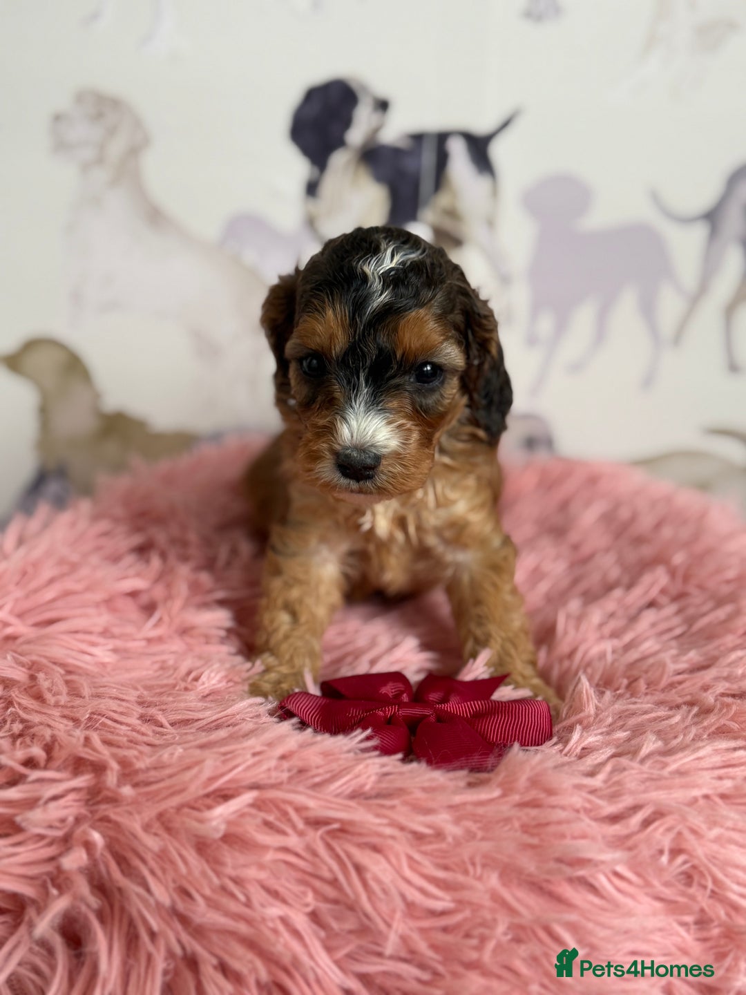 Cockapoo dogs for sale: F1 Cockapoo’s **fully DNA tested** - Image 11