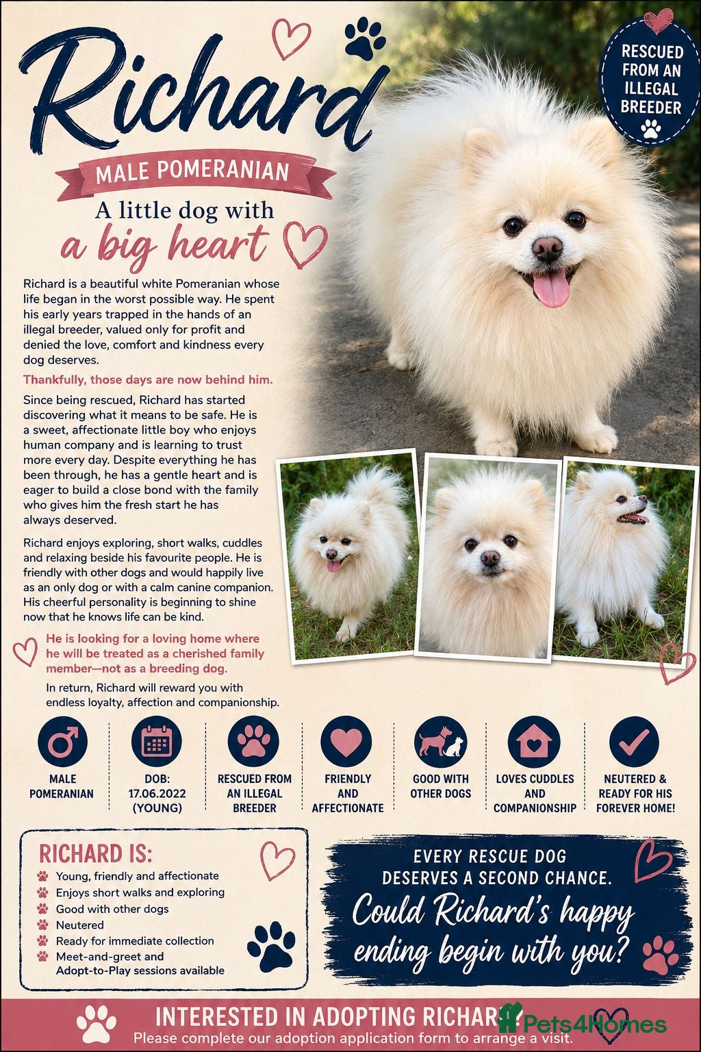 Pomeranian dogs 🐾 RICHARD – Male Pomeranian 🐾 - Advert 2