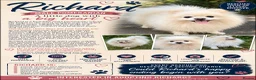 Pomeranian dogs for adoption: 🐾 RICHARD – Male Pomeranian 🐾 - Advert 2