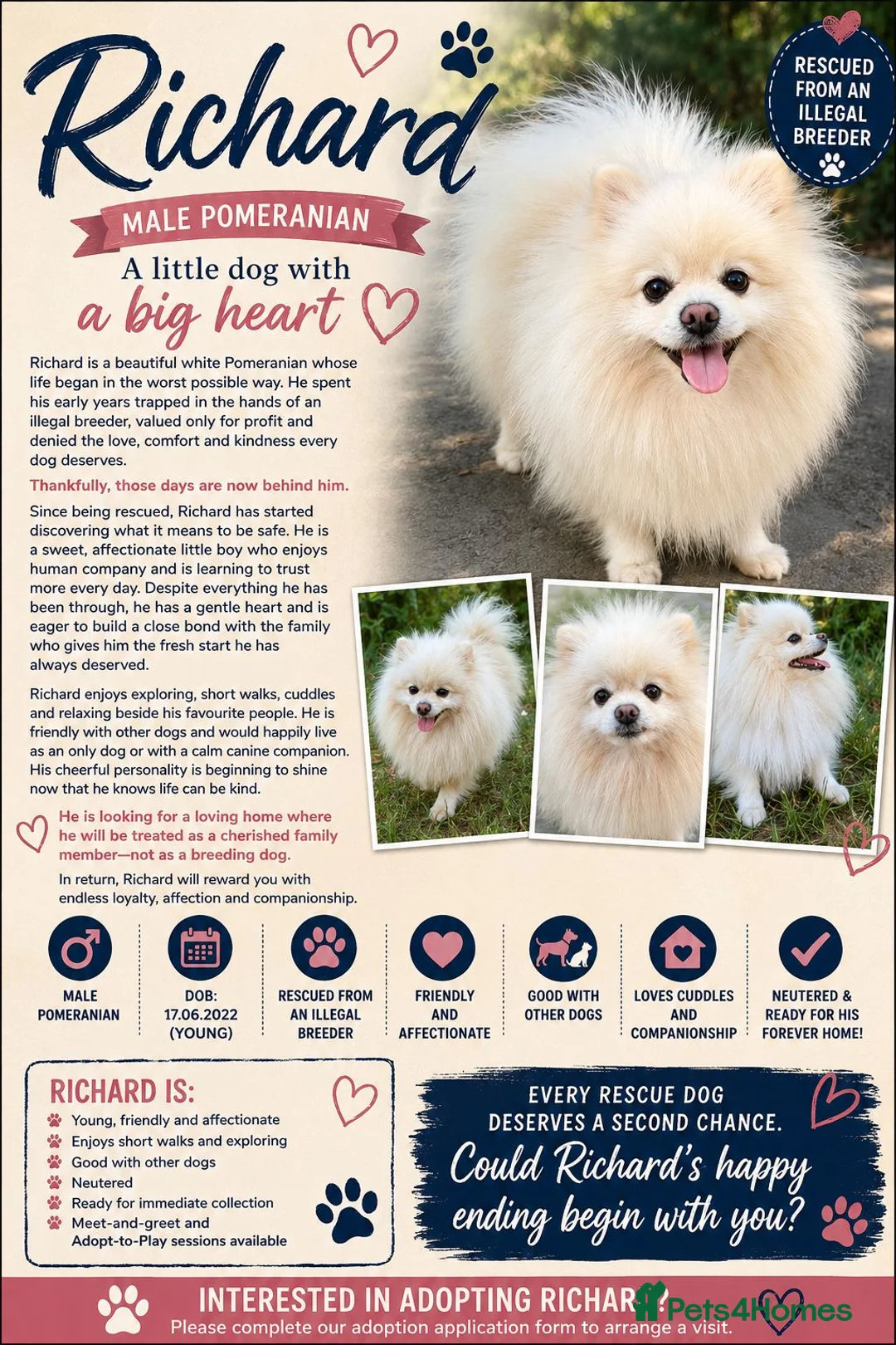 Pomeranian dogs for adoption: 🐾 RICHARD – Male Pomeranian 🐾 - Advert 2