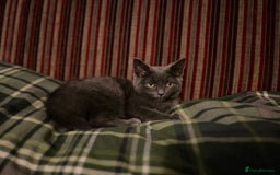 British Shorthair cats for sale: GORGEOUS BRITISH BLUE SHORTHAIR FEMALE KITTEN  - Image 2
